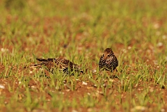 David Plant Photography - Wildlife Photographer - Starling pair in field - A